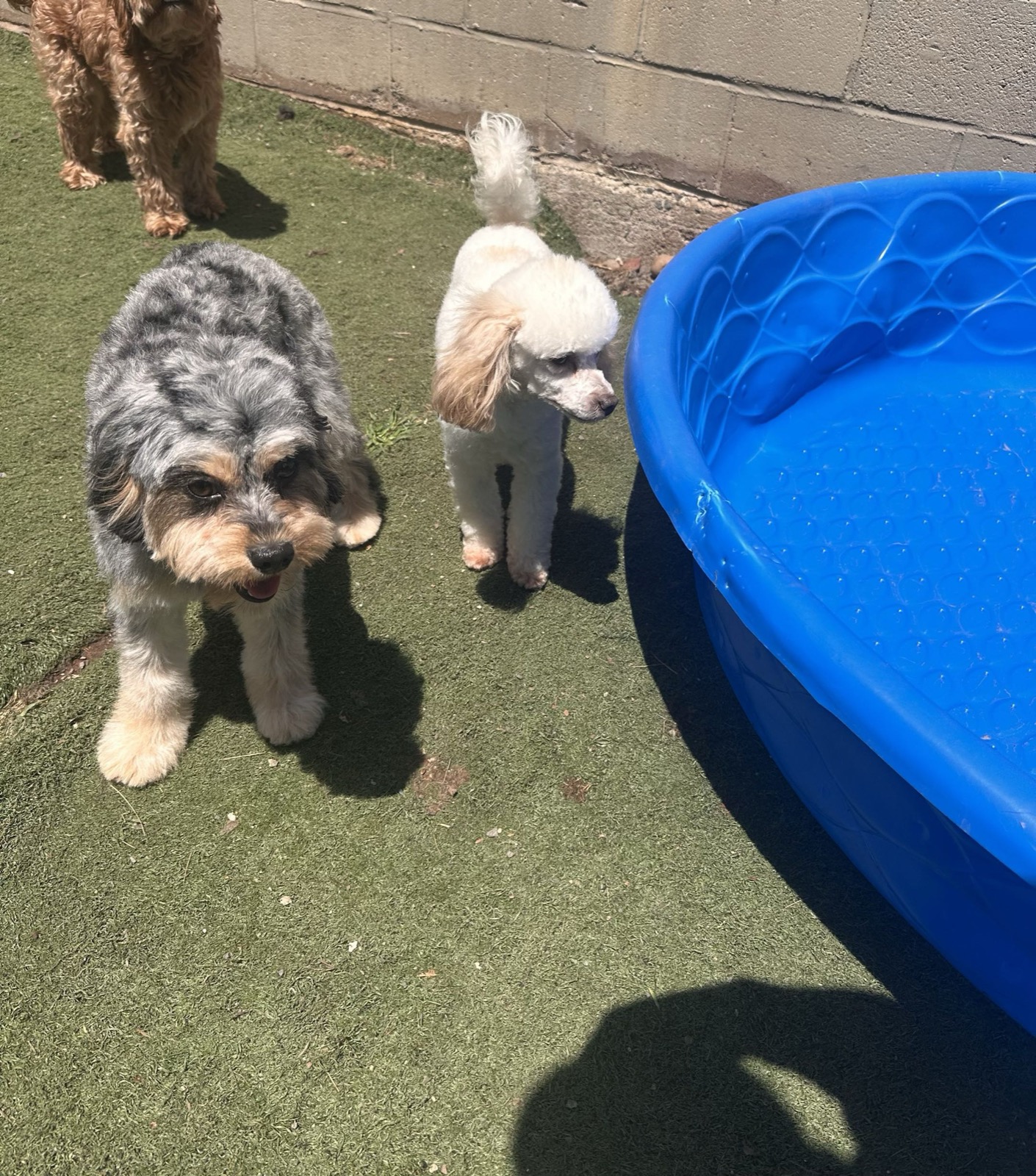 Blue, our rare blue merle Cavapoo girl